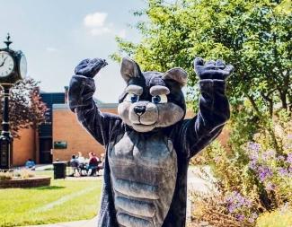 wolf on campus with clock tower outside